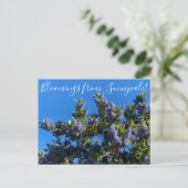 Carte Postale Bloomings from Sunnyvale : Ray Hartman Ceanothus P (Debout devant)