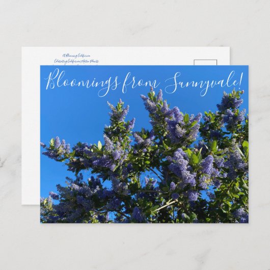 Carte Postale Bloomings from Sunnyvale : Ray Hartman Ceanothus P (Devant / Derrière)