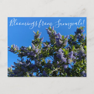 Carte Postale Bloomings from Sunnyvale : Ray Hartman Ceanothus P
