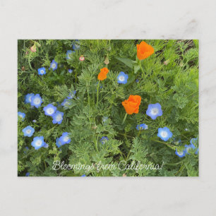 Carte Postale Bloomings of California : April Fleur sauvage