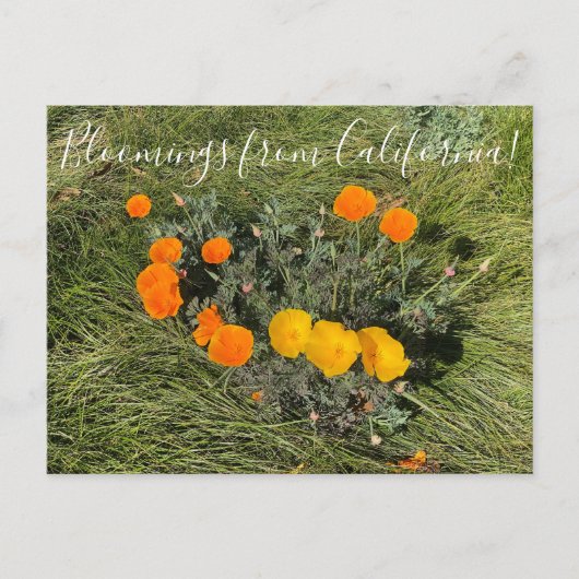 Carte Postale Bloomings of California : Bicolor Poppies (Devant)