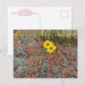 Carte Postale Bloomings of California : California Brittlebush (Devant / Derrière)