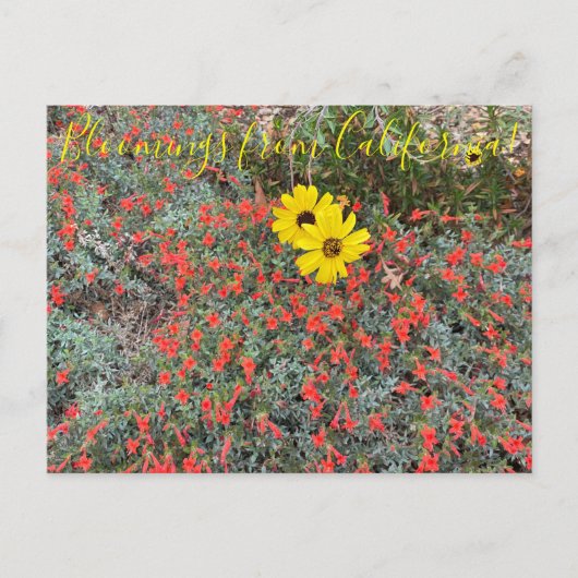 Carte Postale Bloomings of California : California Brittlebush (Devant)