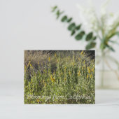 Carte Postale Bloomings of California : California Goldenrod (Debout devant)
