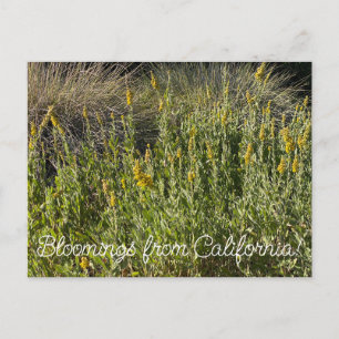 Carte Postale Bloomings of California : California Goldenrod