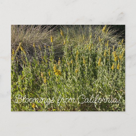 Carte Postale Bloomings of California : California Goldenrod (Devant)