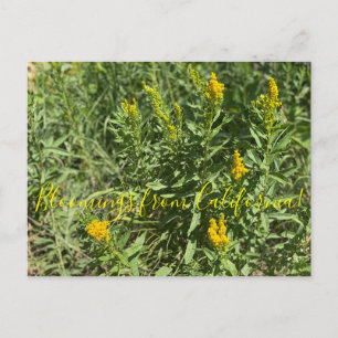 Carte Postale Bloomings of California : California Goldenrod