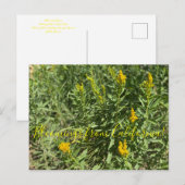 Carte Postale Bloomings of California : California Goldenrod (Devant / Derrière)