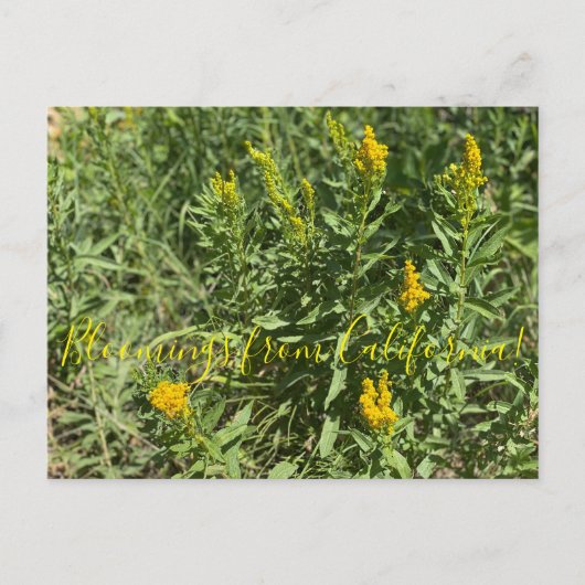 Carte Postale Bloomings of California : California Goldenrod (Devant)