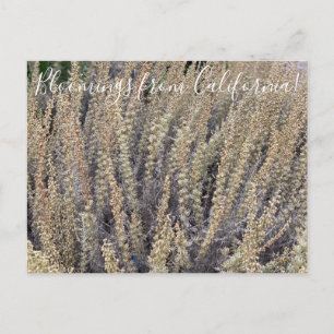 Carte Postale Bloomings of California : California Sagebrush