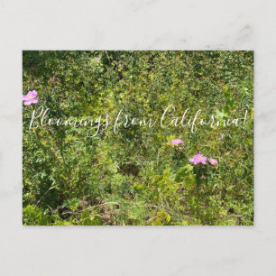 Carte Postale Bloomings of California : California Wild Rose