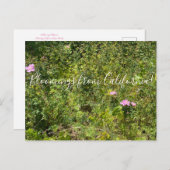 Carte Postale Bloomings of California : California Wild Rose (Devant / Derrière)