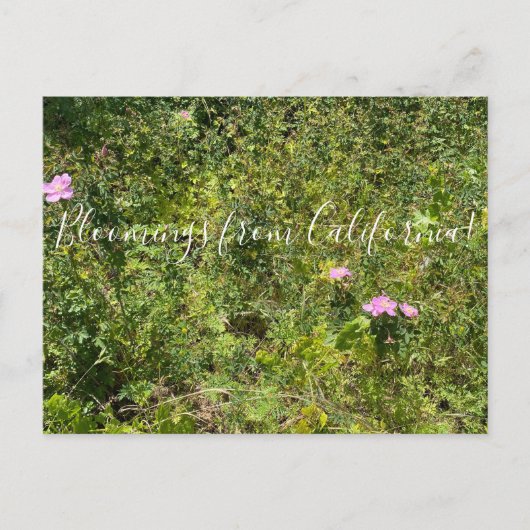 Carte Postale Bloomings of California : California Wild Rose (Devant)