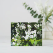 Carte Postale Bloomings of California ! : Faux Orange (Debout devant)