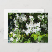 Carte Postale Bloomings of California ! : Faux Orange (Devant / Derrière)