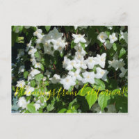 Bloomings of California ! : Faux Orange