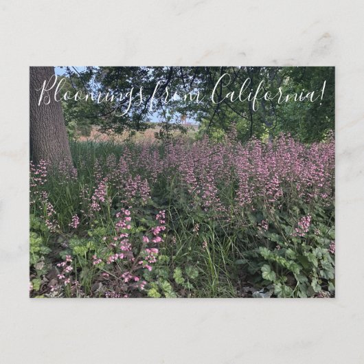 Carte Postale Bloomings of California : Heuchera 'Rosada' (Devant)