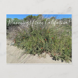 Carte Postale Bloomings of California : Indian Paint Brush