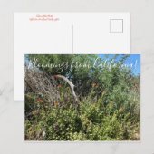 Carte Postale Bloomings of California : Indian Paint Brush (Devant / Derrière)