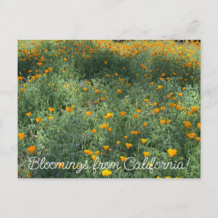Carte Postale Bloomings of California : May Poppies