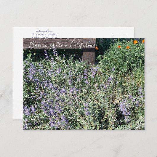 Carte Postale Bloomings of California : Sage Poppies (Devant / Derrière)