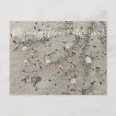 Carte Postale Bloomings of California : Sand Aster (Devant)