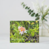 Carte Postale Bloomings of California : Western Azalea (Debout devant)