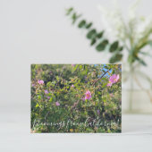 Carte Postale Bloomings of California : Wild Rose Postcard (Debout devant)