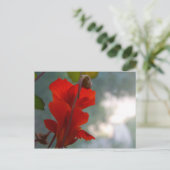 Carte Postale Blooms du Nasturtium (Debout devant)