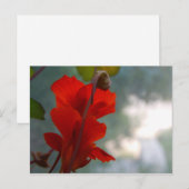 Carte Postale Blooms du Nasturtium (Devant / Derrière)