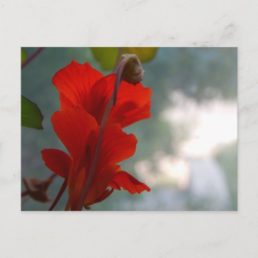 Carte Postale Blooms du Nasturtium (Devant)