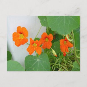 Carte Postale Blooms du Nasturtium