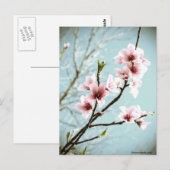 Carte Postale Blossements Au Printemps (Devant / Derrière)