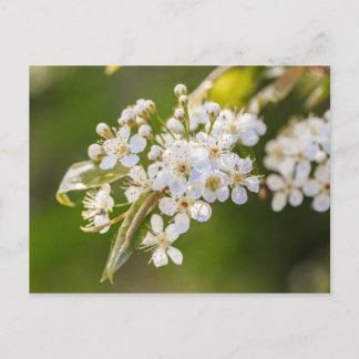 Carte Postale Blossements de chokecherry natifs