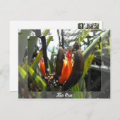 Carte Postale Blossements de lin néo-zélandais (Devant / Derrière)