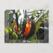 Carte Postale Blossements de lin néo-zélandais (Devant)