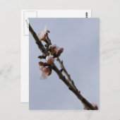 Carte postale Blossom (Devant / Derrière)