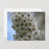 Carte Postale Blossom (Devant / Derrière)