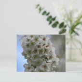 Carte Postale Blossom (Debout devant)