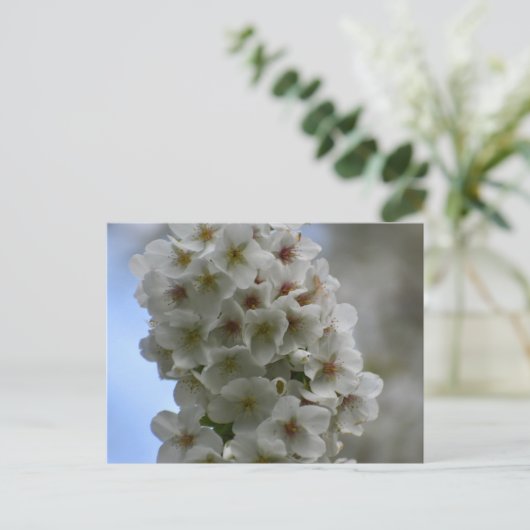 Carte Postale Blossom (Debout devant)