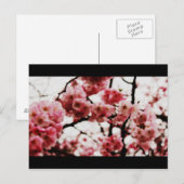 Carte postale Blossom (Devant / Derrière)