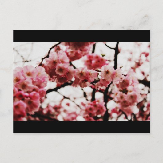 Carte postale Blossom (Devant)