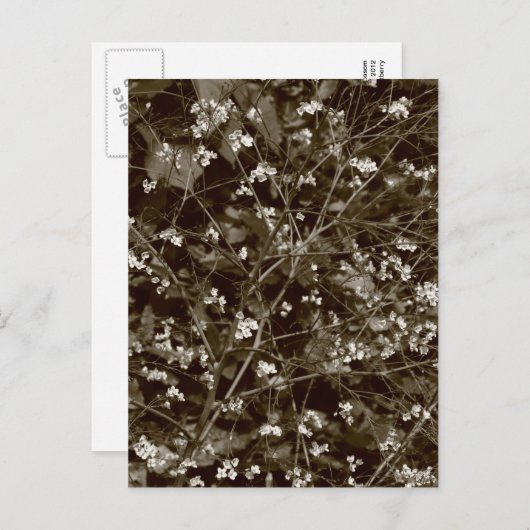 Carte Postale Blossom (Devant / Derrière)