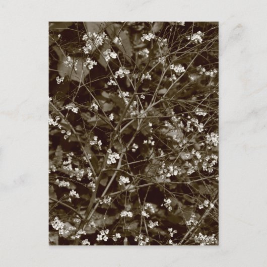 Carte Postale Blossom (Devant)