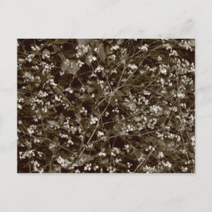 Carte Postale Blossom