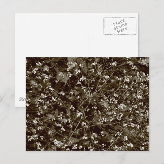 Carte Postale Blossom (Devant / Derrière)