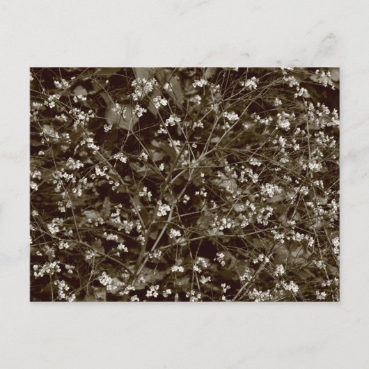 Carte Postale Blossom (Devant)