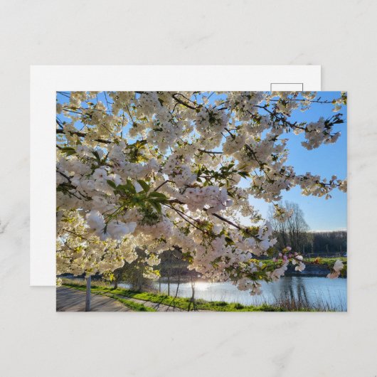 Carte Postale Blossom (Devant / Derrière)
