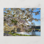 Carte Postale Blossom (Devant)
