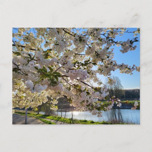 Carte Postale Blossom (Devant)